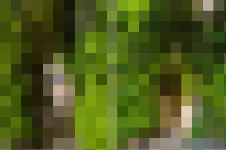 Bijsselseweg 11 175 Biddinghuizen thumbnail 7