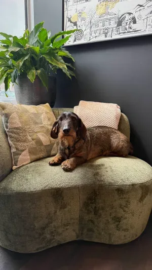 Foto van Bikkel - kantoorhond