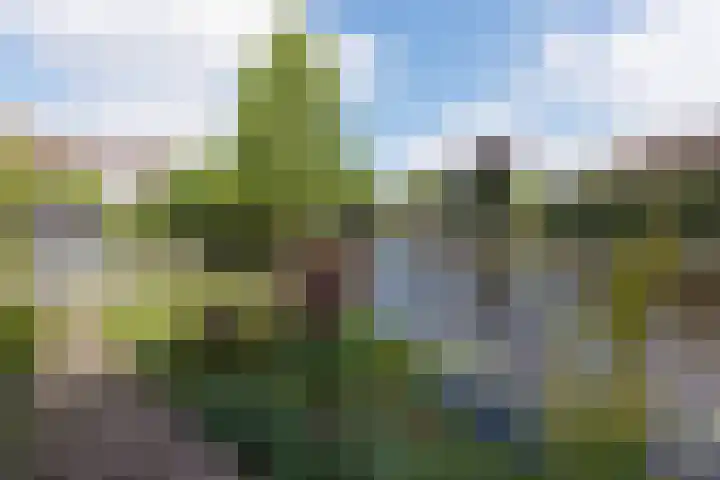 Bilderdam 29 b Leimuiden thumbnail 27