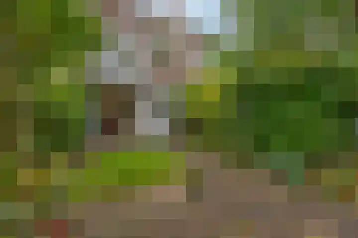 Bilderdijklaan 71 Rijswijk thumbnail 29