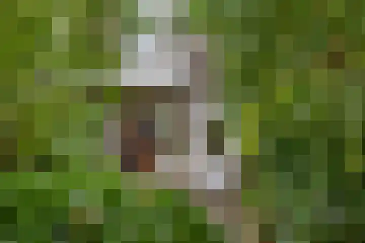 Bilderdijklaan 71 Rijswijk thumbnail 32