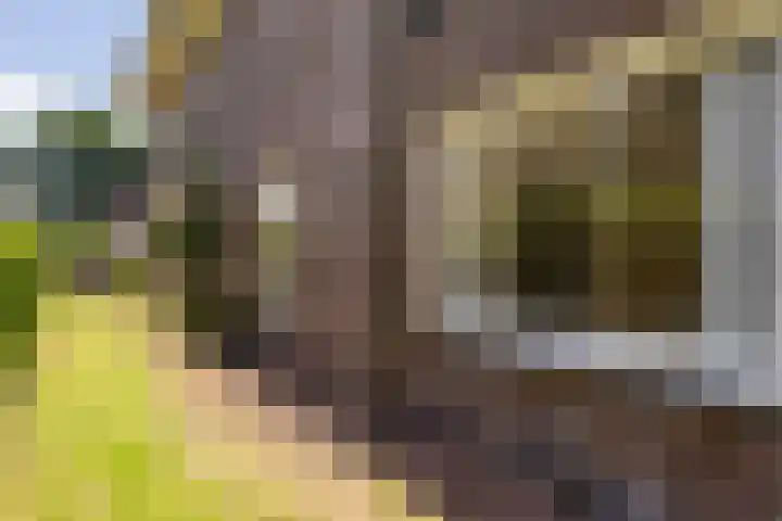 Billitonlaan 20 Apeldoorn thumbnail 20