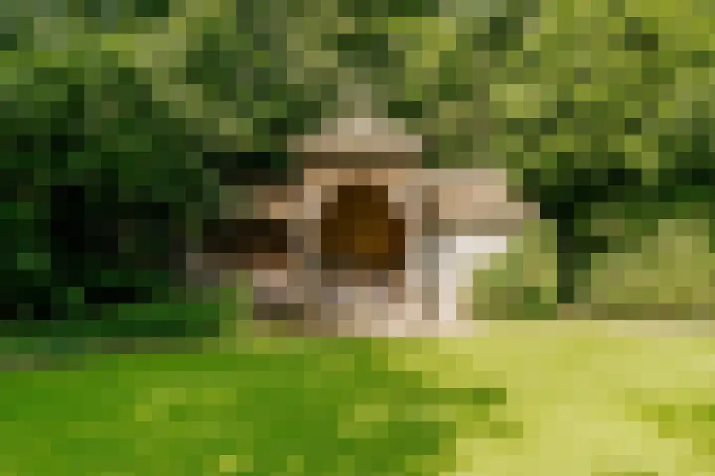 Biltseweg 5 Bosch en Duin thumbnail 30