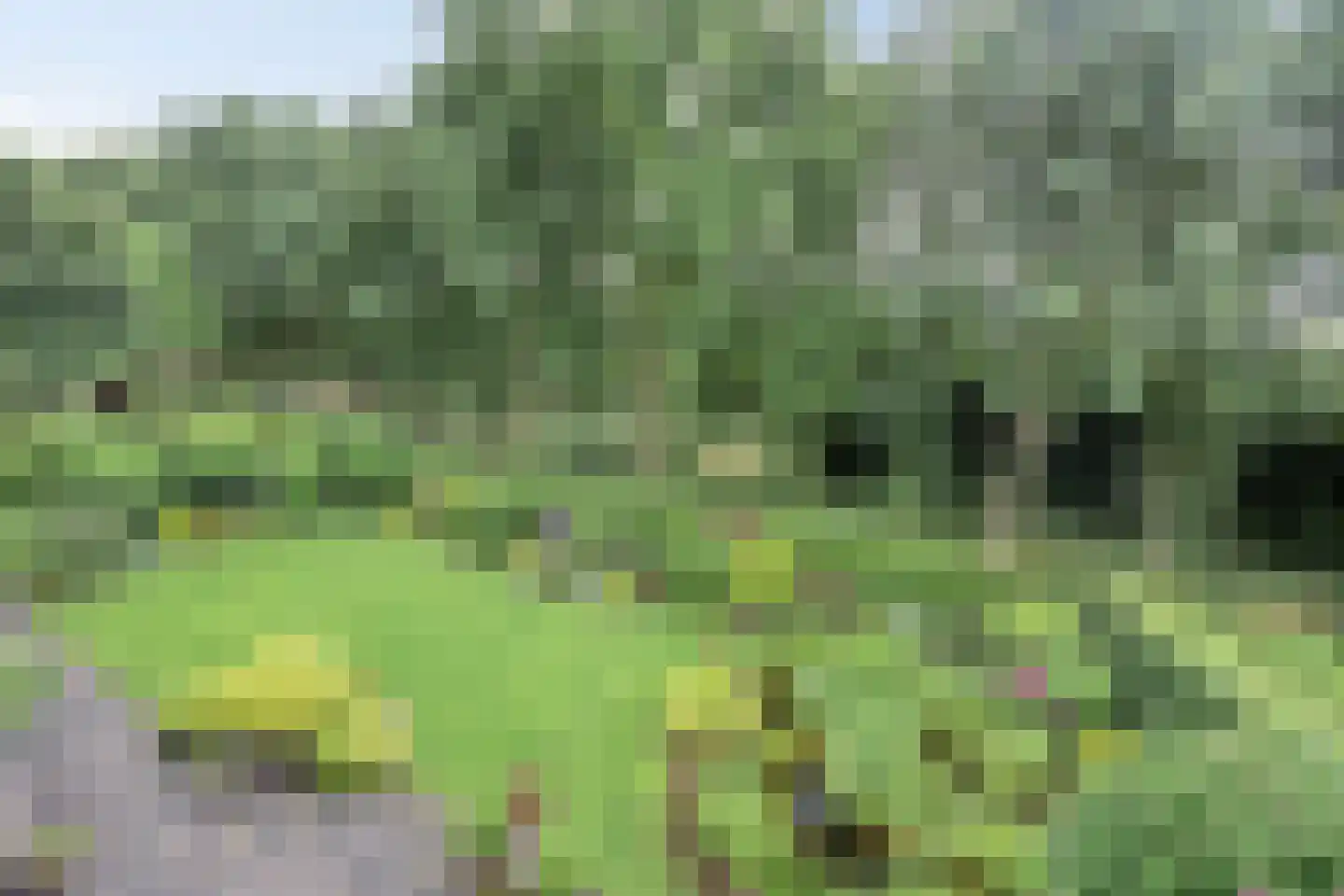 Bilzekruid 11 Veenendaal thumbnail 7
