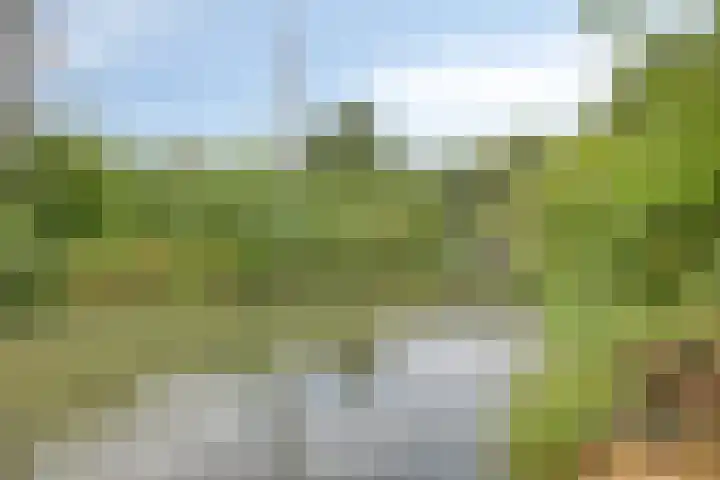 Bilzekruid 17 Nieuwerkerk aan den IJssel thumbnail 4