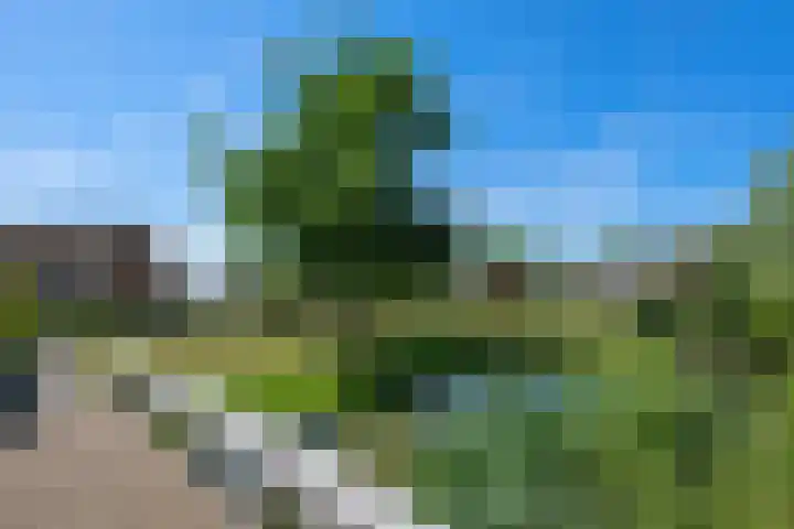 Bilzekruid 8 Nieuwerkerk aan den IJssel thumbnail 33