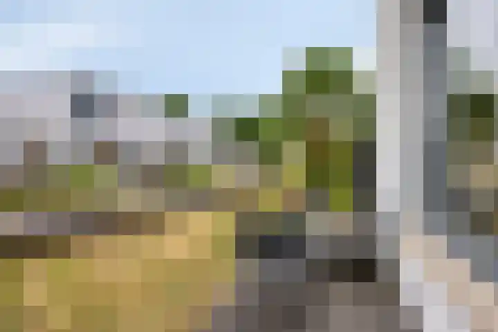 Bilzekruid 9 Berghem thumbnail 25