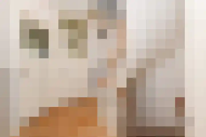Binckhorstlaan 6 Voorburg thumbnail 30