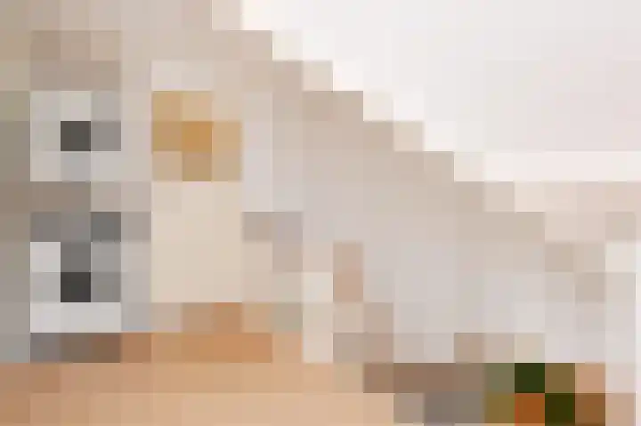 Binckhorstlaan 6 Voorburg thumbnail 52