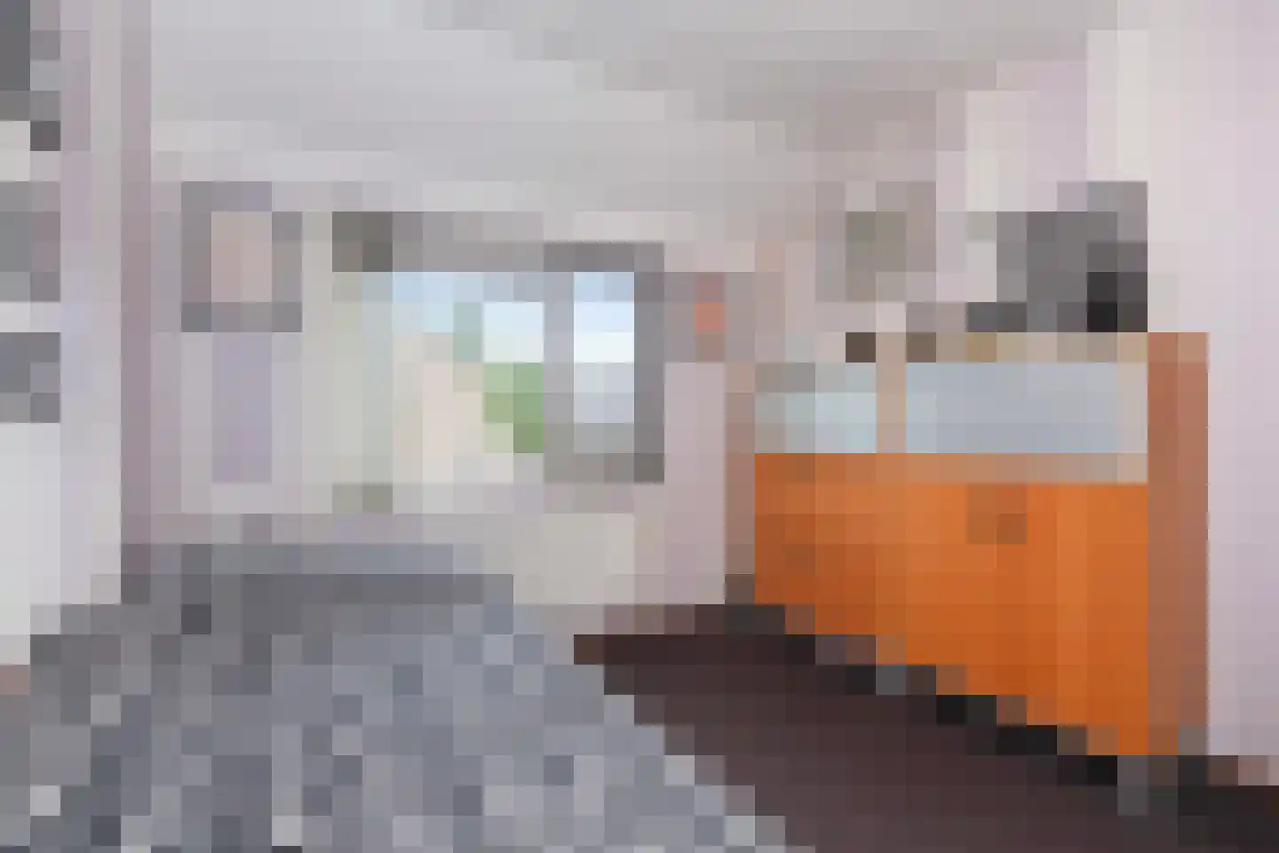 Bingelkruid 22 Vlaardingen thumbnail 20