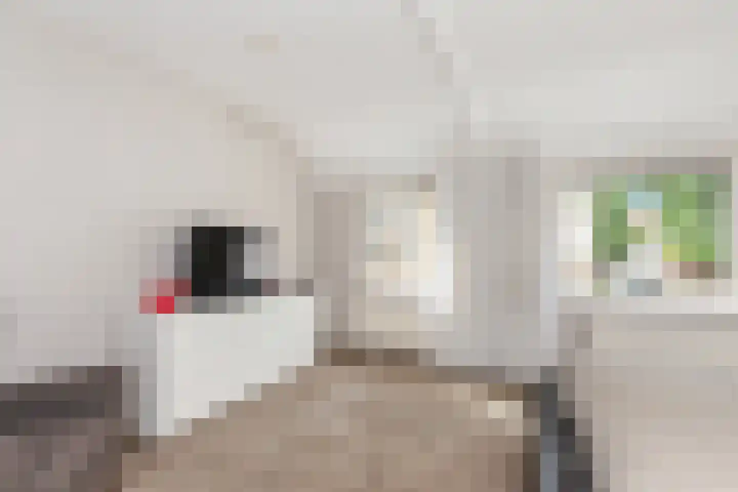 Bingelkruid 22 Vlaardingen thumbnail 22