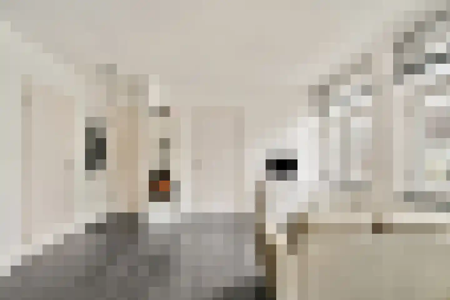 Binnen Oranjestraat 19 2 Amsterdam thumbnail 6