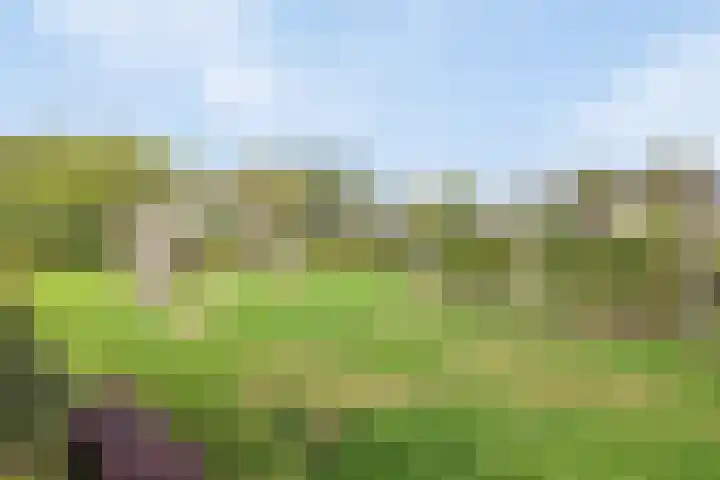Binnenbans 29 Mijnsheerenland thumbnail 31