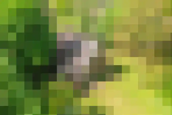 Binnendyks 2 Opeinde thumbnail 47