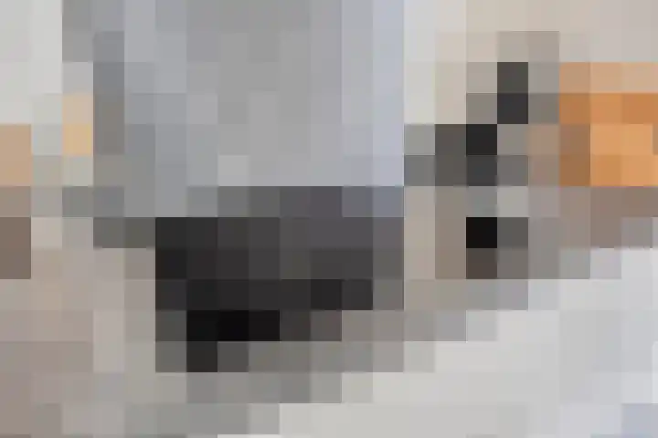 Binnenhagen 15 Goor thumbnail 20