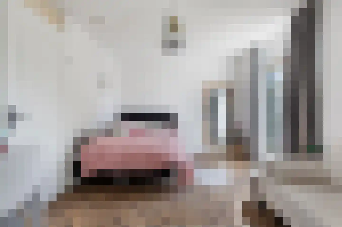 Binnenkruier 112 Stompetoren thumbnail 14