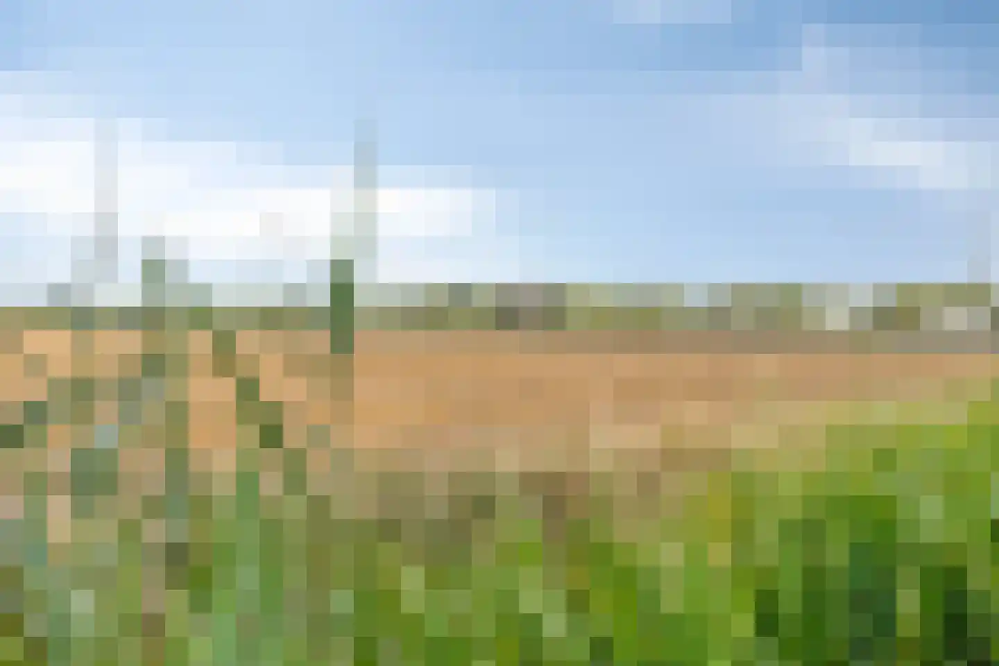 Binnenkruier 112 Stompetoren thumbnail 29