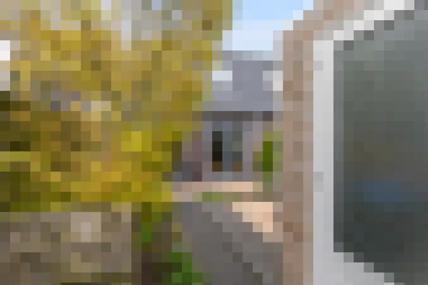 Binnenkruier 128 Stompetoren thumbnail 28