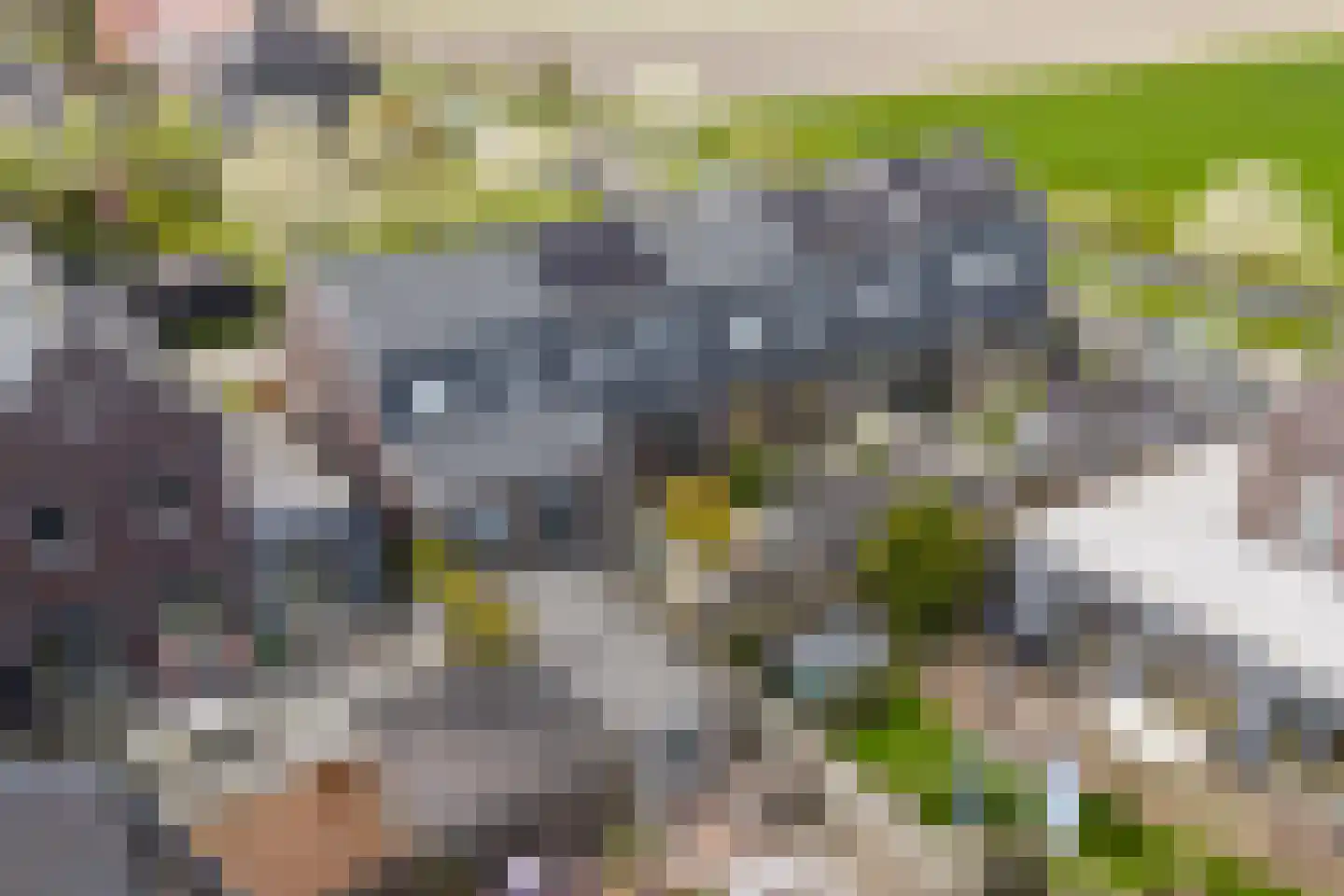 Binnenkruier 128 Stompetoren thumbnail 30