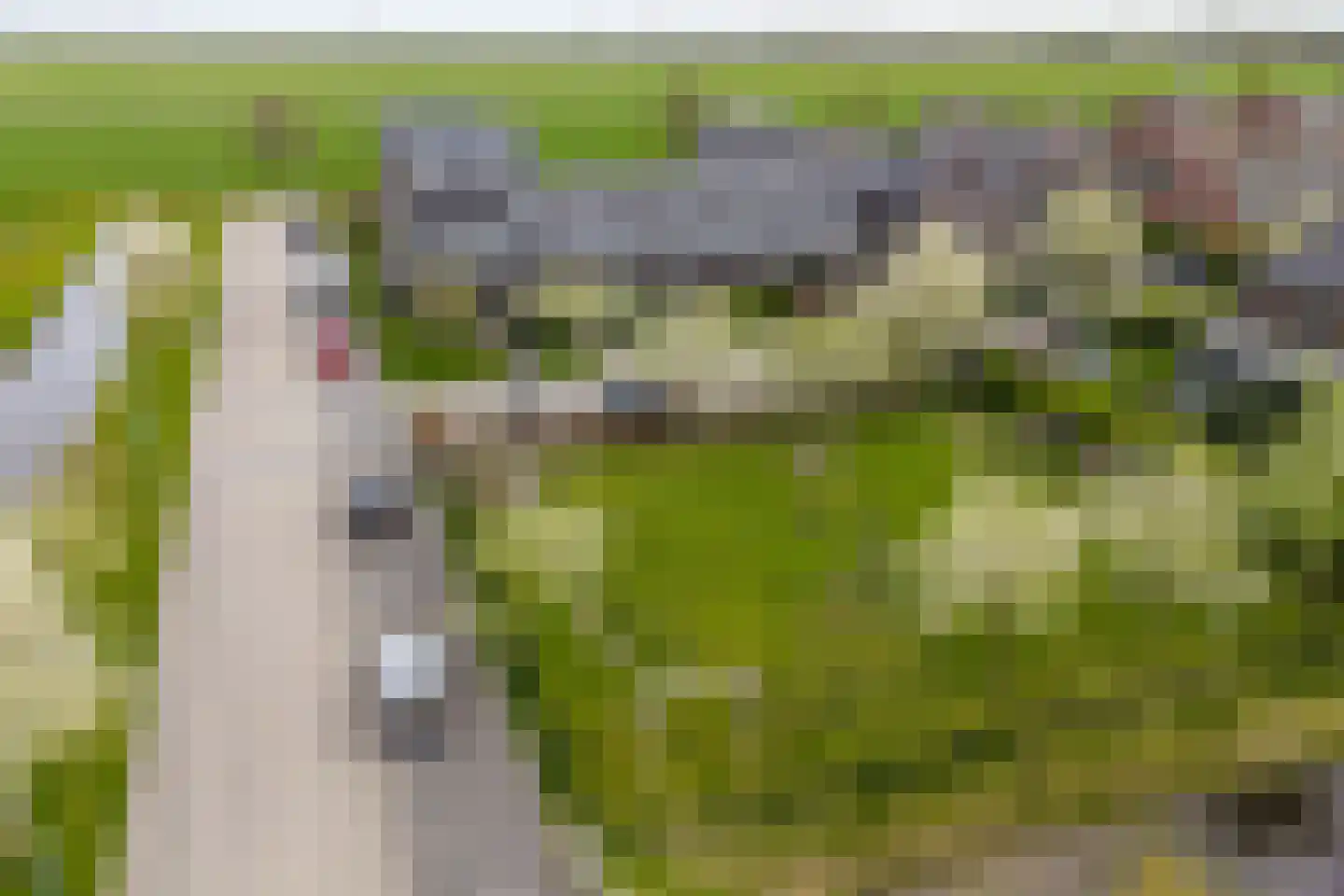 Binnenkruier 128 Stompetoren thumbnail 32