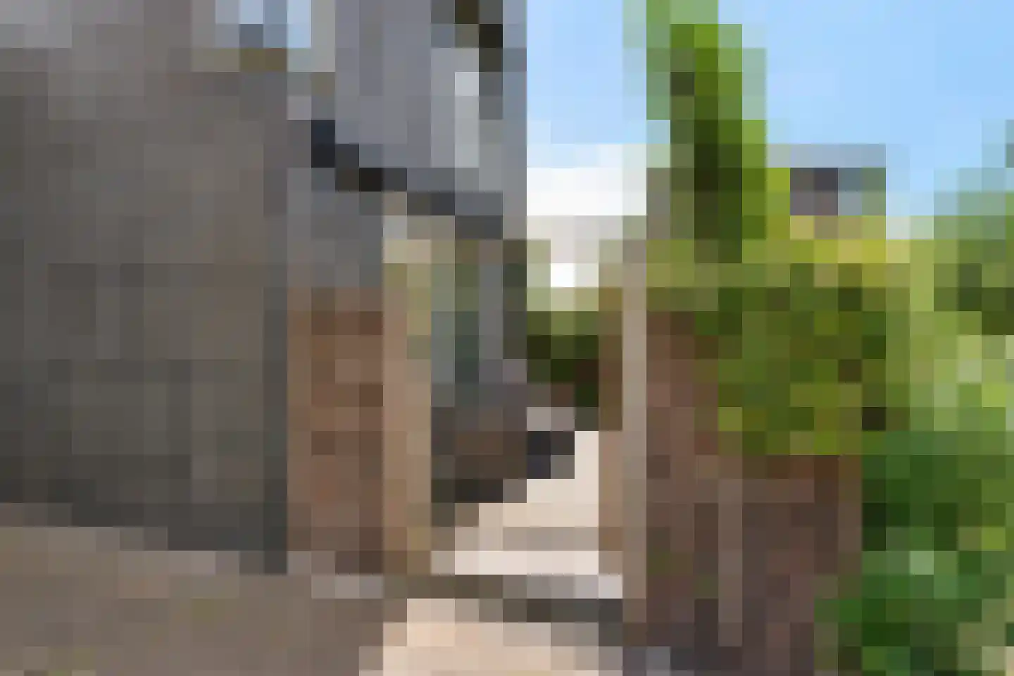 Binnenkruier 24 Stompetoren thumbnail 46