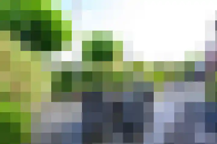 Binnenkruier 27 Stompetoren thumbnail 31