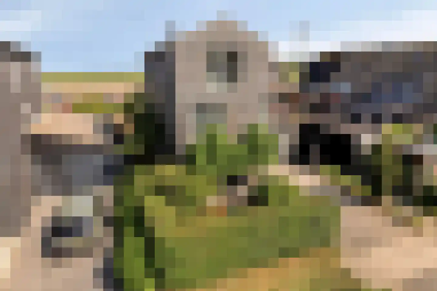 Binnenkruier 40 Stompetoren thumbnail 35