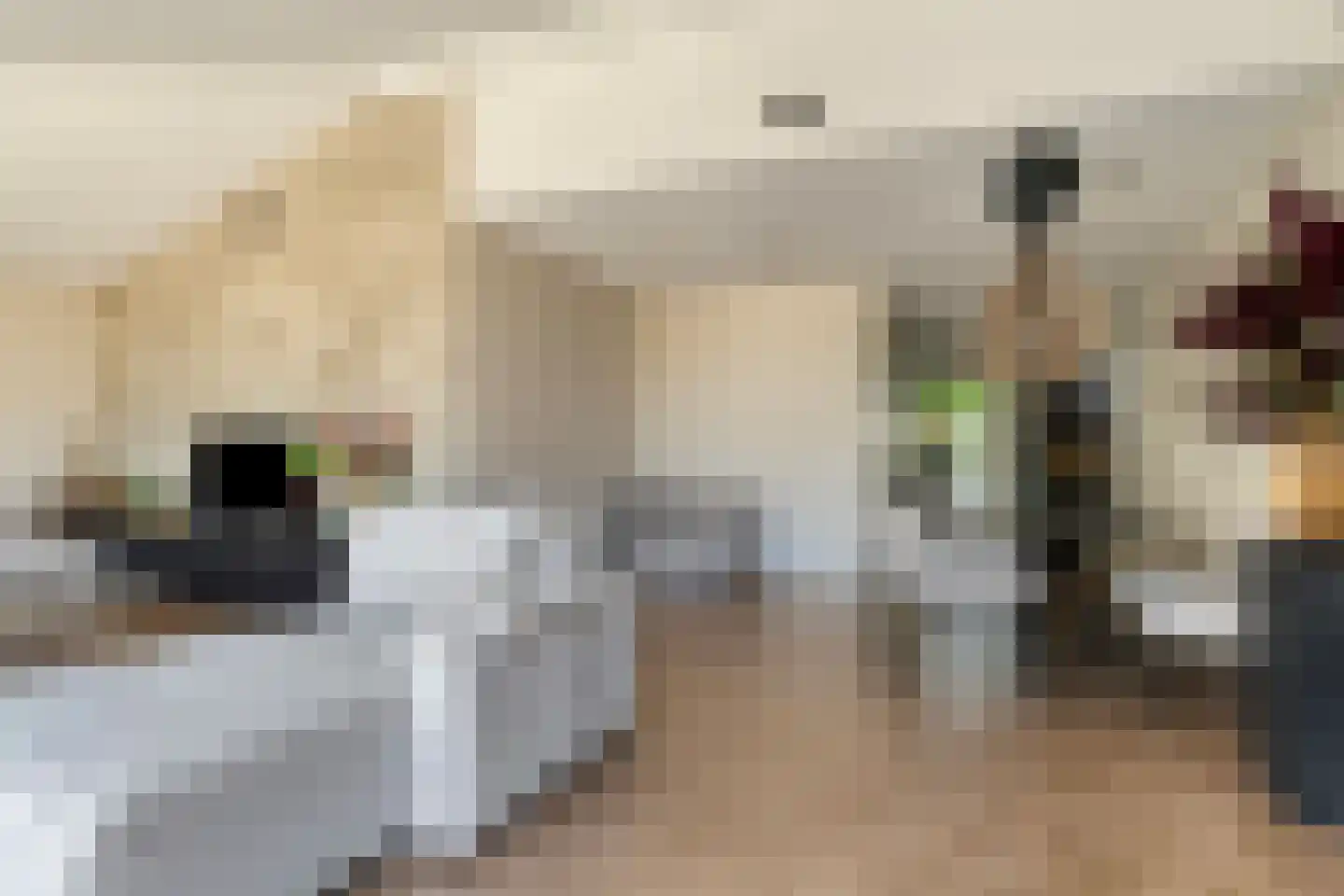 Binnenkruier 40 Stompetoren thumbnail 6