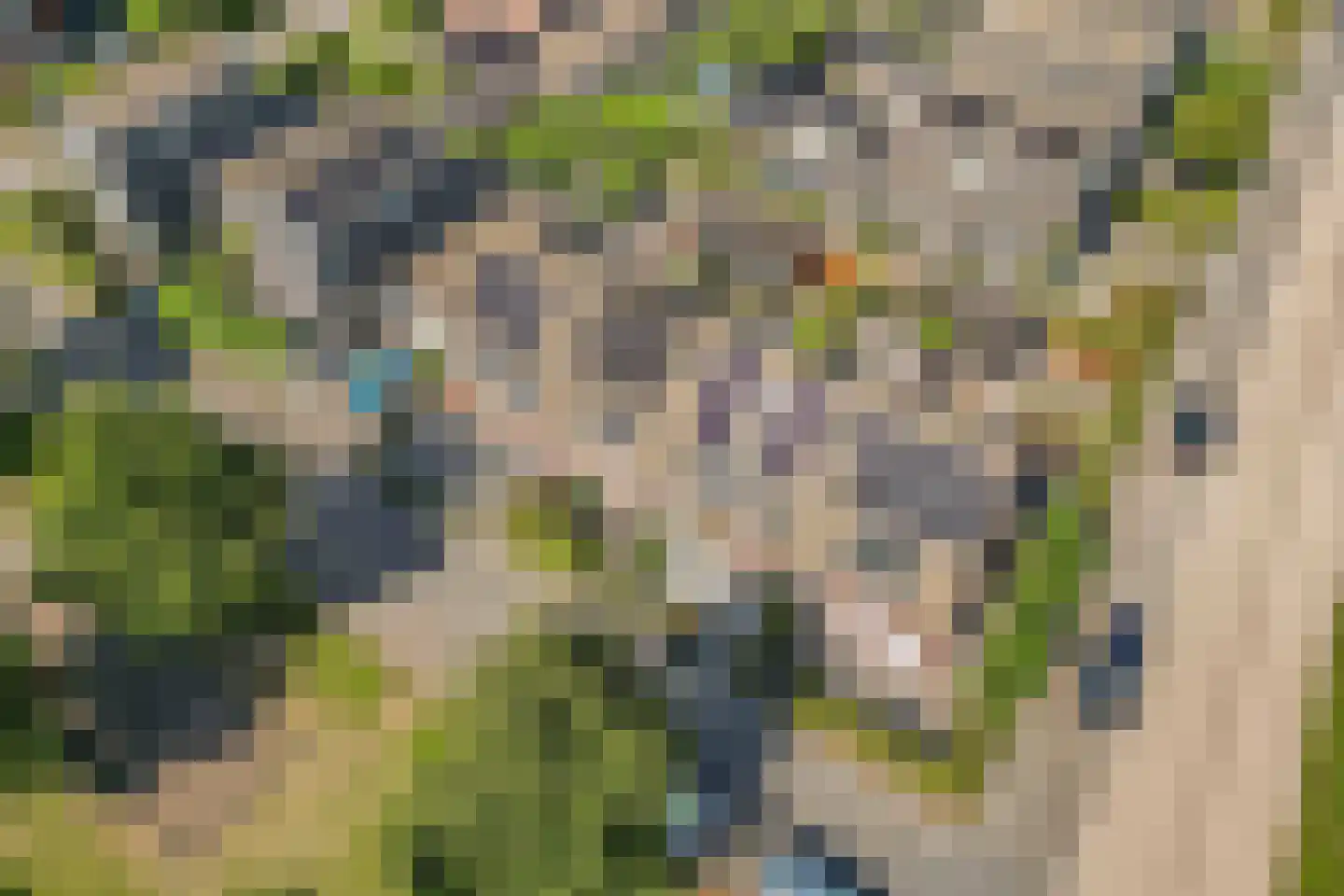 Binnenkruier 92 Stompetoren thumbnail 48