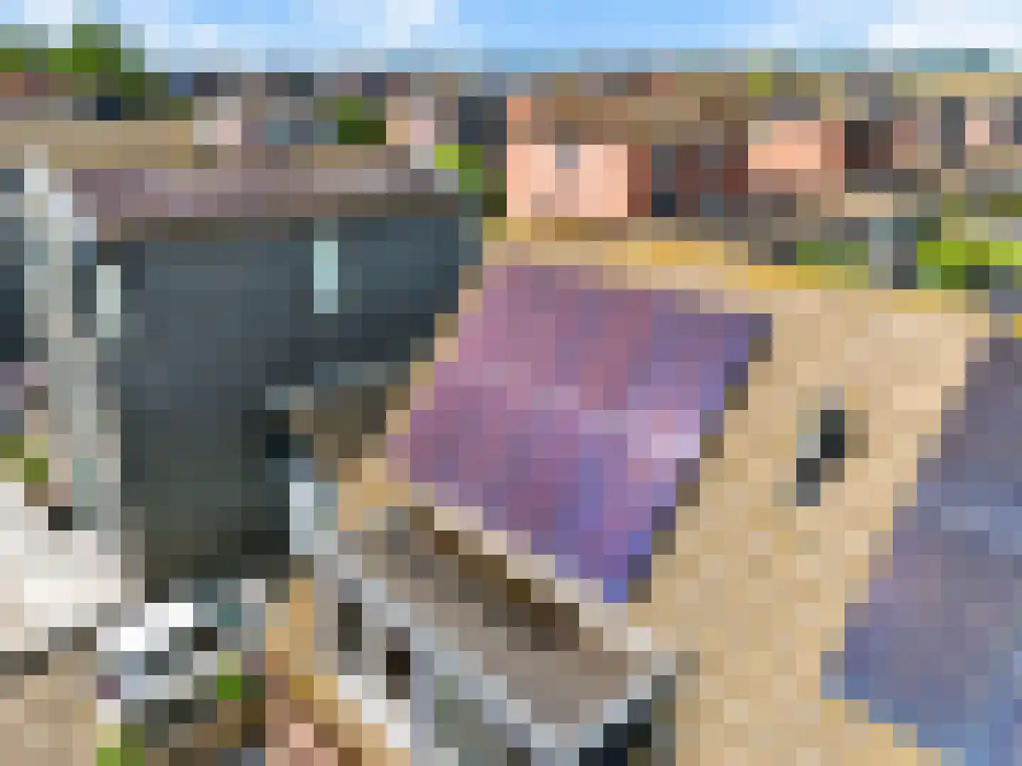 Binnenkruier 96 Stompetoren thumbnail 58