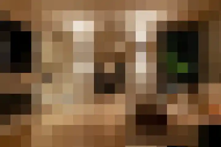 Binnenmaasoever 14 Maasdam thumbnail 29