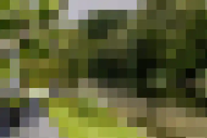 Binnenmaasoever 14 Maasdam thumbnail 67