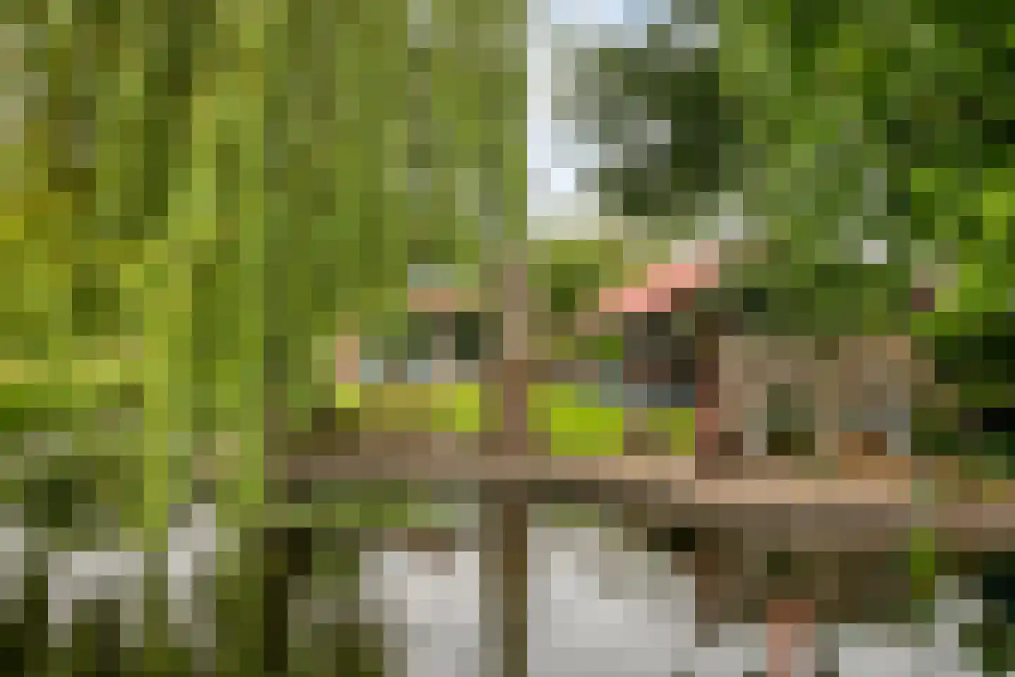 Binnenpad 117 Giethoorn thumbnail 49