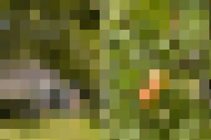 Binnenpaed 46 Jutrijp thumbnail 36