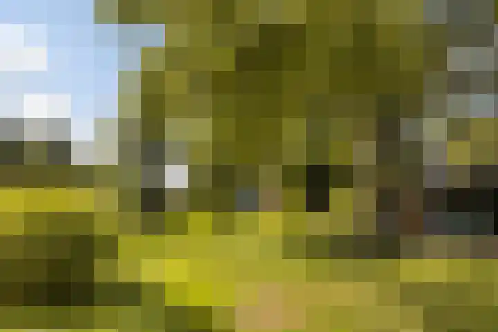 Binnenpaed 46 Jutrijp thumbnail 41