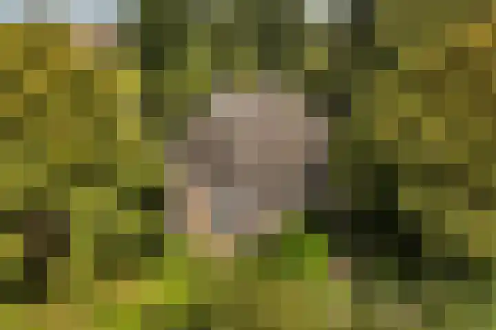 Binnenpaed 46 Jutrijp thumbnail 51