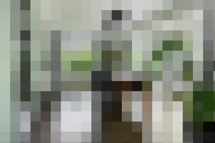 Binnenveen 26 Nijeveen thumbnail 11