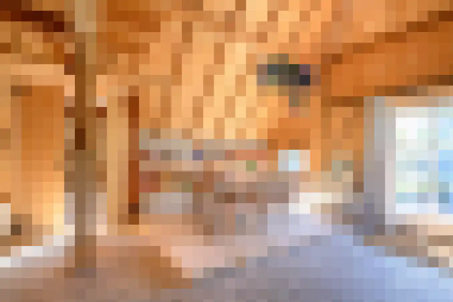 Binnenweg 32 Ellecom thumbnail 39