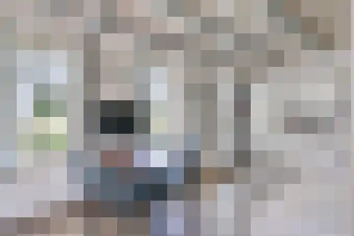 Binnenweg 37 Paasloo thumbnail 35