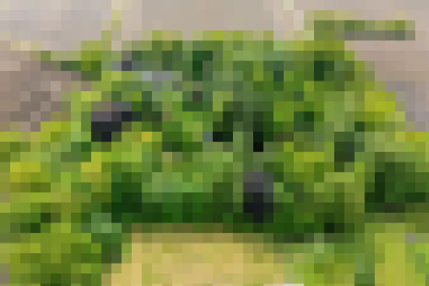 Binnenweg 39 Paasloo thumbnail 50