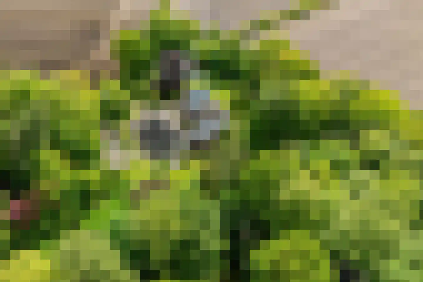Binnenweg 39 Paasloo thumbnail 51
