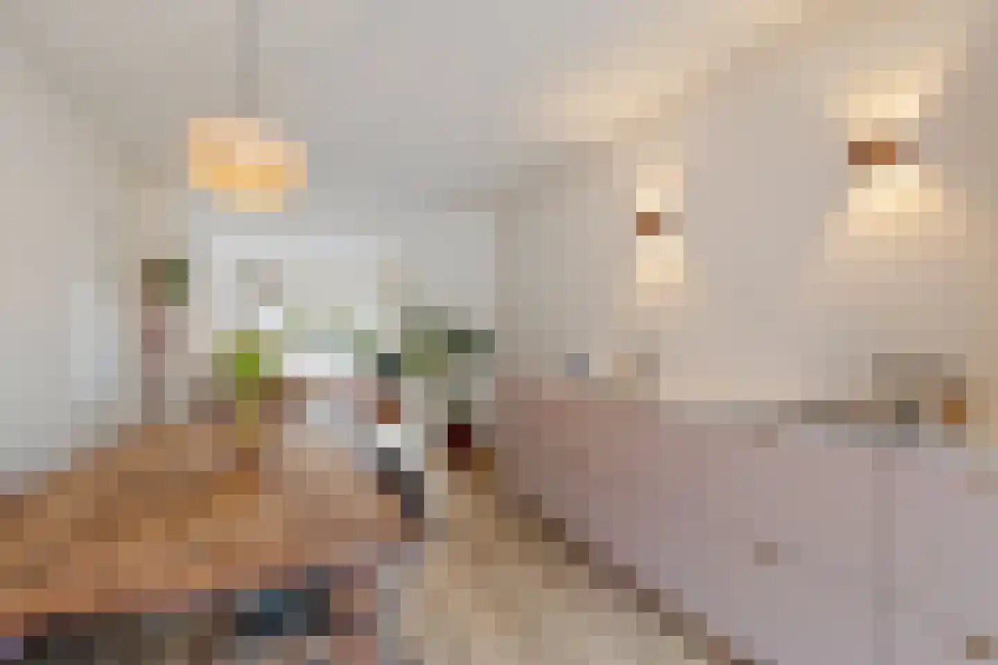 Biothof 13 2 Amsterdam thumbnail 4