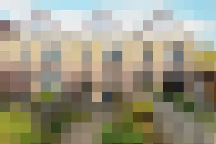 Biotoop 90 Zeewolde thumbnail 26