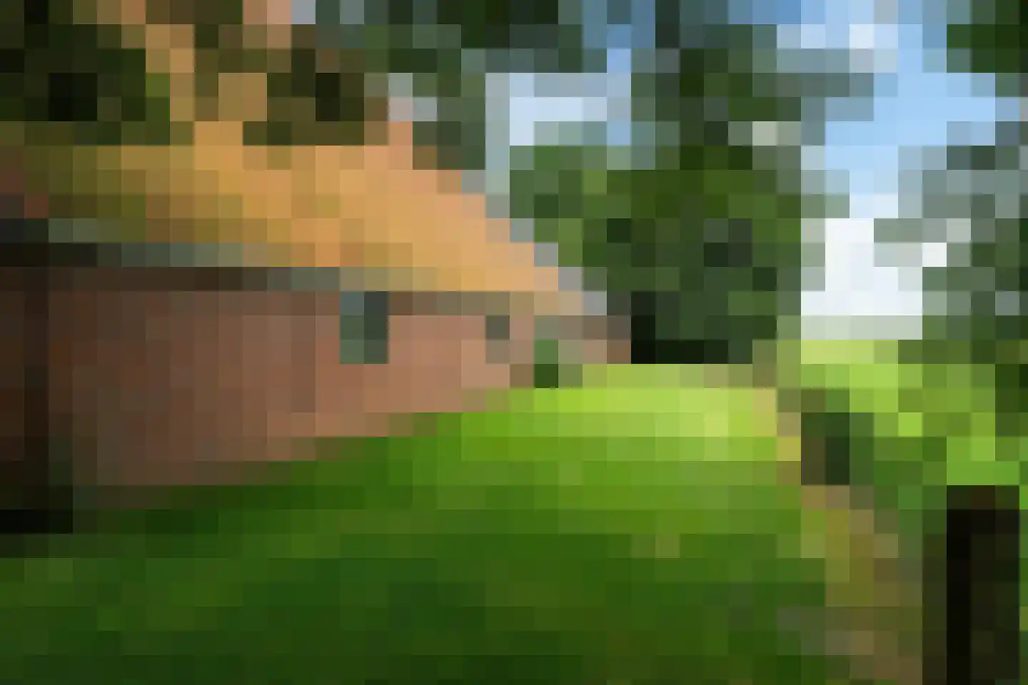 Birstum 11 Nes thumbnail 63
