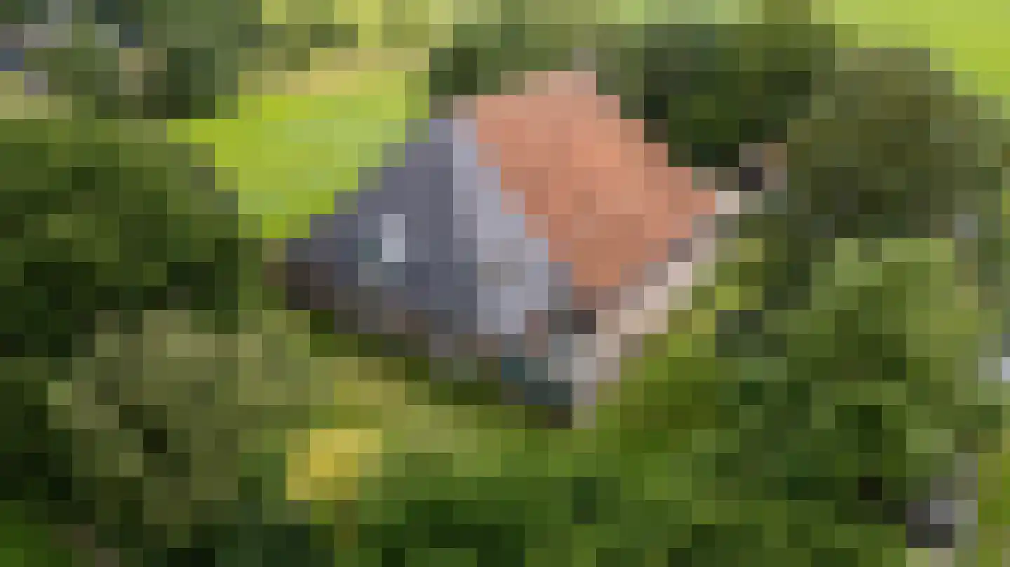 Birstum 11 Nes thumbnail 70