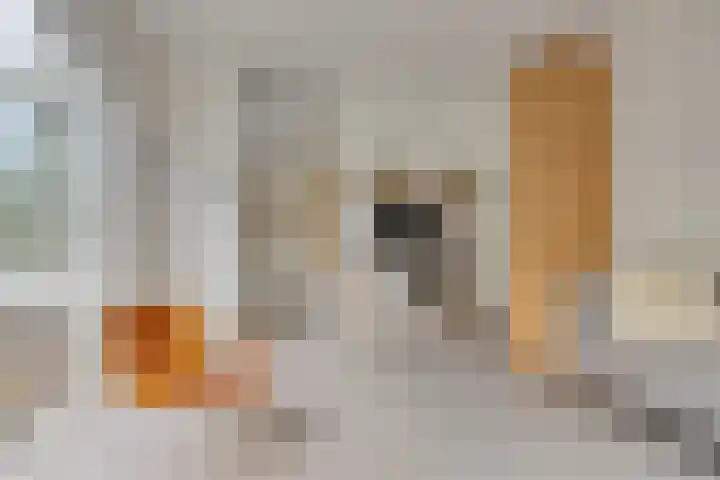Bisonlaan 9 Son en Breugel thumbnail 21