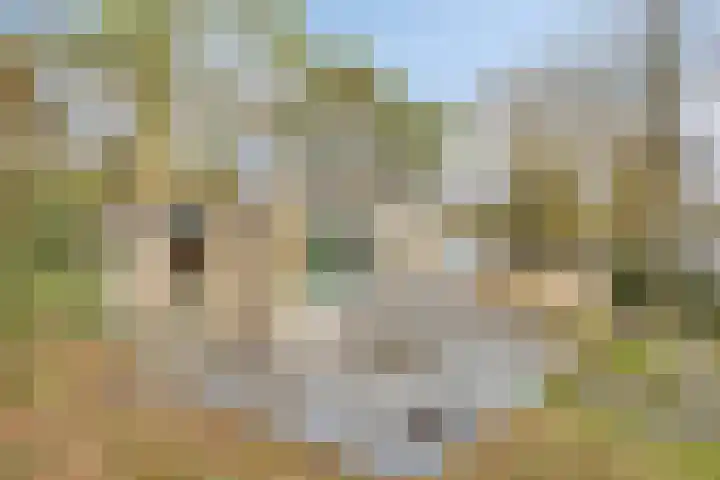 Bisonlaan 9 Son en Breugel thumbnail 5