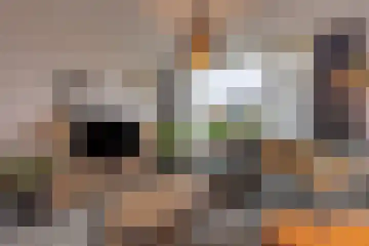 Biss Philip Roveniusstraat 5 Groenlo thumbnail 7