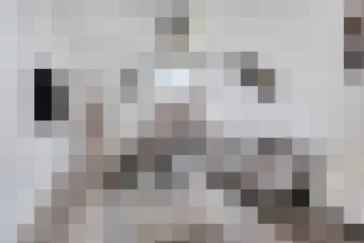 Bisschop Masiusstraat 41 Tilburg thumbnail 7