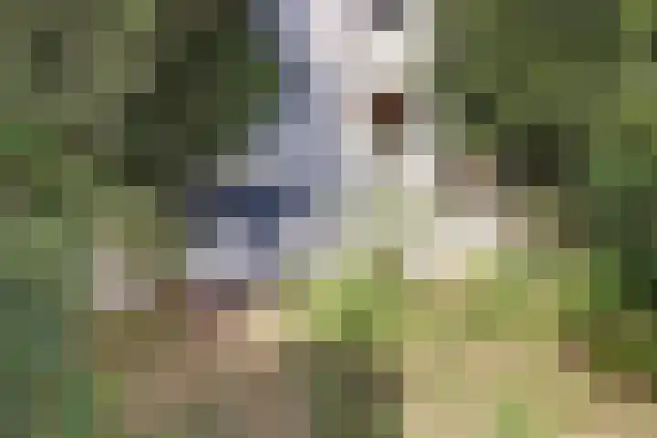 Bisschop Schrijnenstraat 18 Venlo thumbnail 4